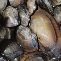 河蚌