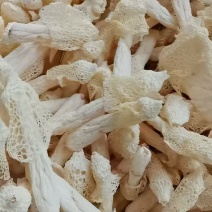 竹荪