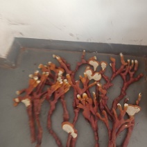 桂花旭日鹿茸菌种植中心
