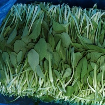 精品鸡毛菜