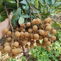 石硖龙眼，广西基地，爽脆多汁，可每天大量供应全国各大市场