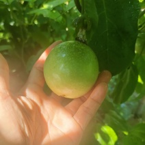 广东百香果湛江钦蜜9号香甜多汁货源充足