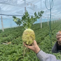 根芹球新鲜现挖根芹地中海根芹球寿光