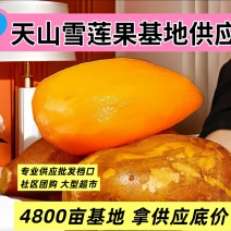 云南天山雪莲果4680亩基地直供专业供应批发档口