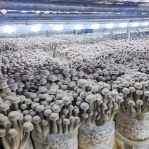 鹿茸菇国企厂家发货，保质保量，