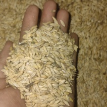 饲料大麦