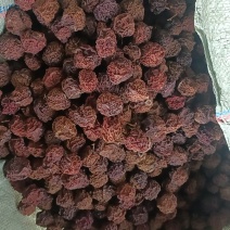 福建省寿宁县高山芙蓉李干