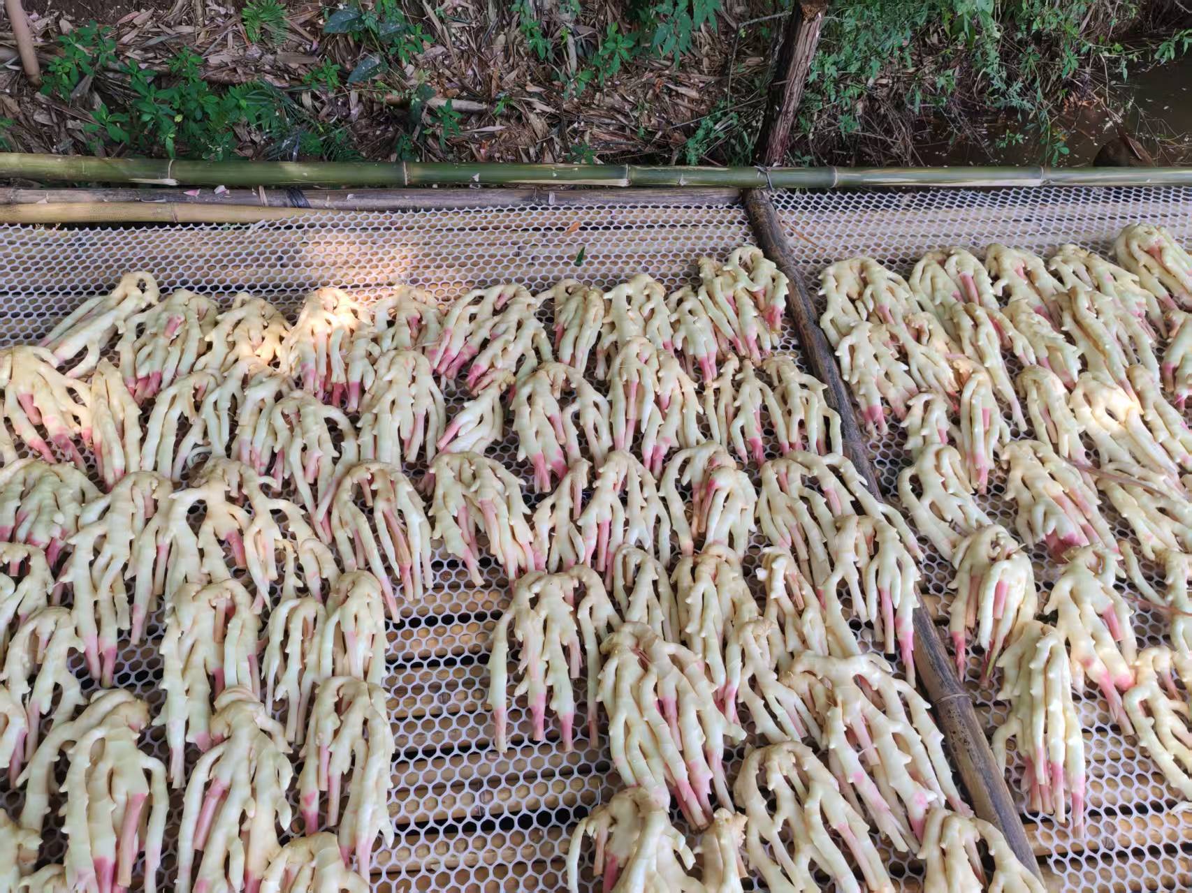 晾晒过程中翻动萝卜缨子,确保均匀受热和干燥 晾晒过程中的翻动操作