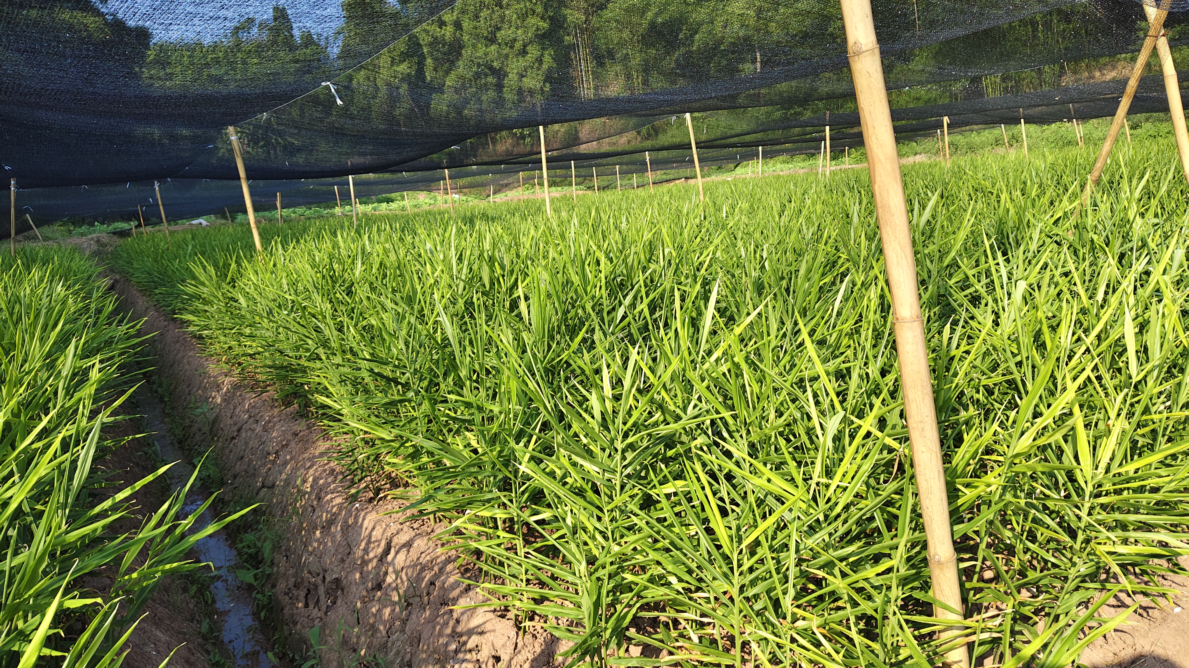 春播紫姜田间管理场景