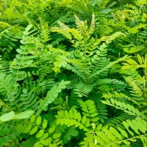 本苗圃长年大量出售紫穗槐，各种规格，欢迎咨询