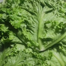 生菜