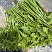 树仔菜，海南野菜，种苗出售