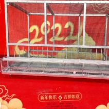 鸡笼子养殖笼滚蛋笼自动滚蛋笼鸡蛋笼