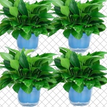 绿萝盆栽大叶花卉吊篮植物盆栽除甲醛净化空气绿植盆栽基地直