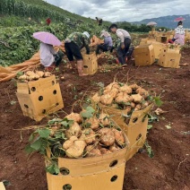 贵州地萝卜市场电商一件代发接大量主播达人