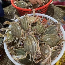 江苏连云港鲜活梭子蟹飞蟹