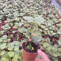 小盼菩提