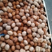 大凉山鲜核桃