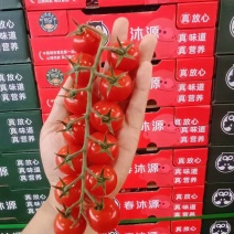 串番茄，穗番茄，串柿子