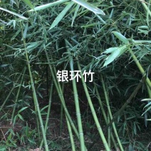 竹子