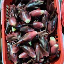 阳荷