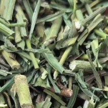 柴胡青苗柴胡苗