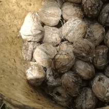 鲜核桃