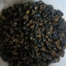 螺狮干净无杂质