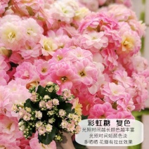 大盆大盆长寿花盆栽水果糖多肉带盆阳台窗台室内花苞状态长寿花