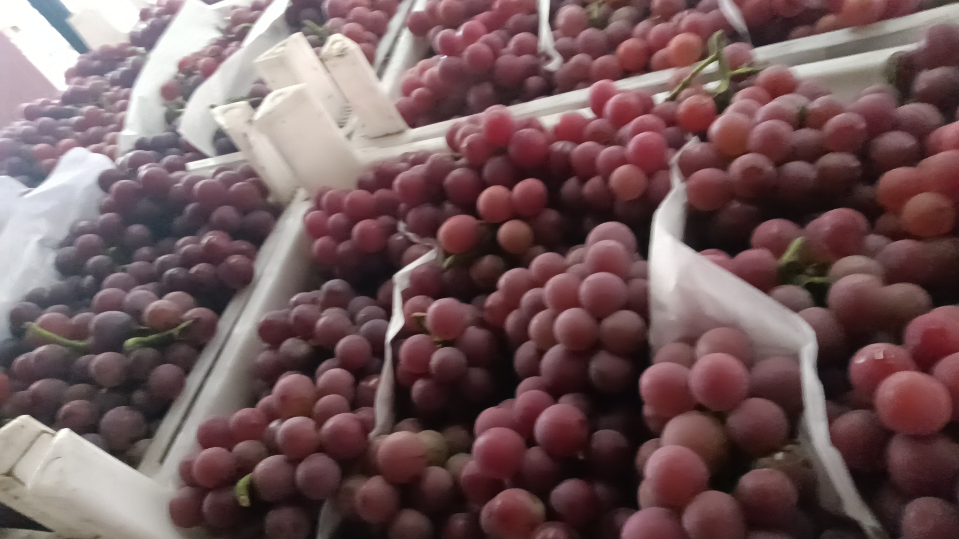 葡萄破碎与搅拌过程