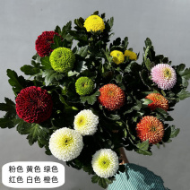 彩虹乒乓球菊盆栽室内客厅1花盆6个颜色带14厘米花盆彩色