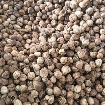 白豆蔻白蔲1斤起批现货供应批发各种中药材量大优