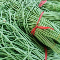 河南内黄长豆角，精品豆角大量供应，新鲜采摘，货源充足