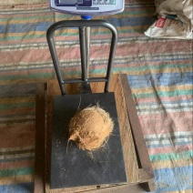 毛椰