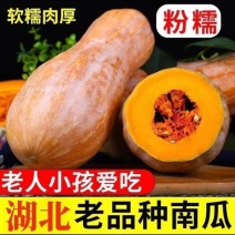 【南瓜】金韩密本南瓜大量供应品质保证代发全国