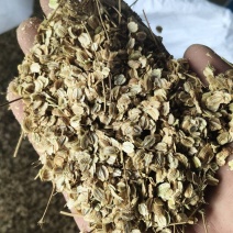 白芷种