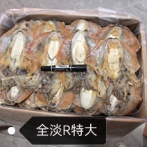 浙江本港全淡干特大墨鱼干。产地直销一手货源。