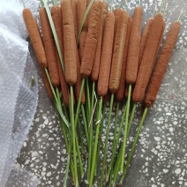 蒲棒，水蜡烛，新鲜一个一元，十六个起包邮，插花专用