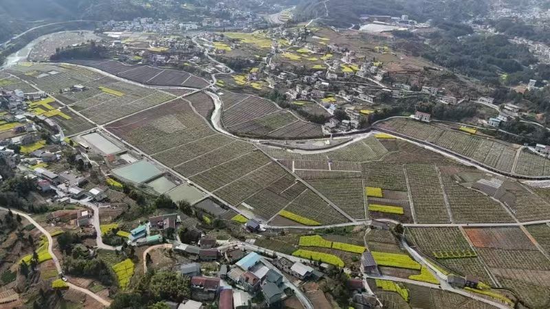 红皮香梨果园全景