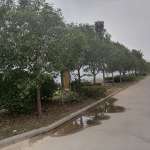 现有一批闲置树木需要处理，有意购买者电话联系