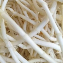 鱼腥草