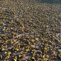 湿松蘑