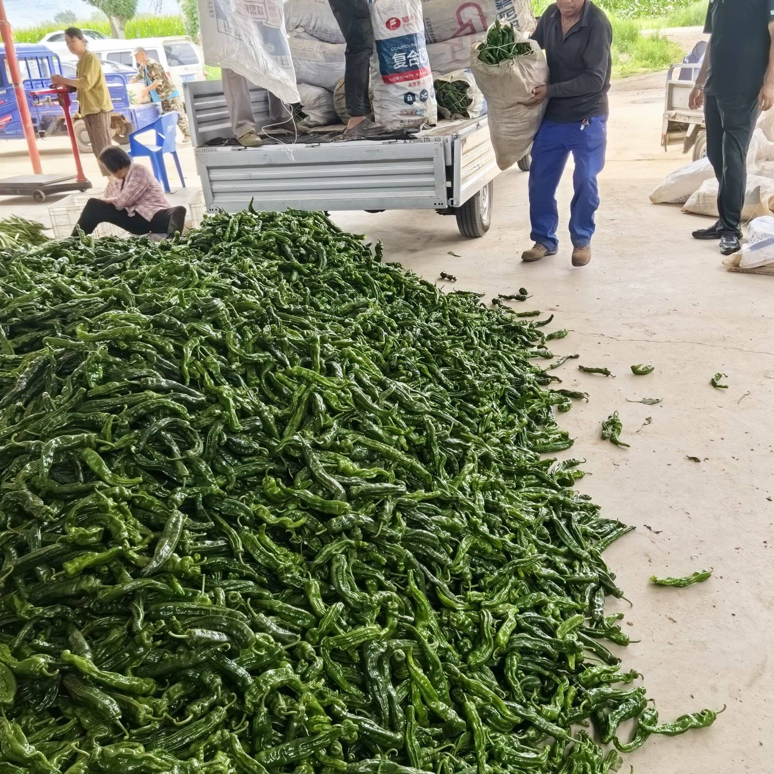 [皱皮椒批发]山西朔州应县鲜辣椒 1.50元/斤皱皮椒 _ 一亩田