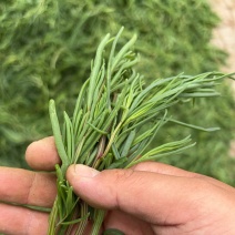 海蓬菜