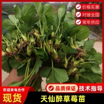 【产地直发】天仙醉草莓苗货源充足保质保量欢迎提前订货