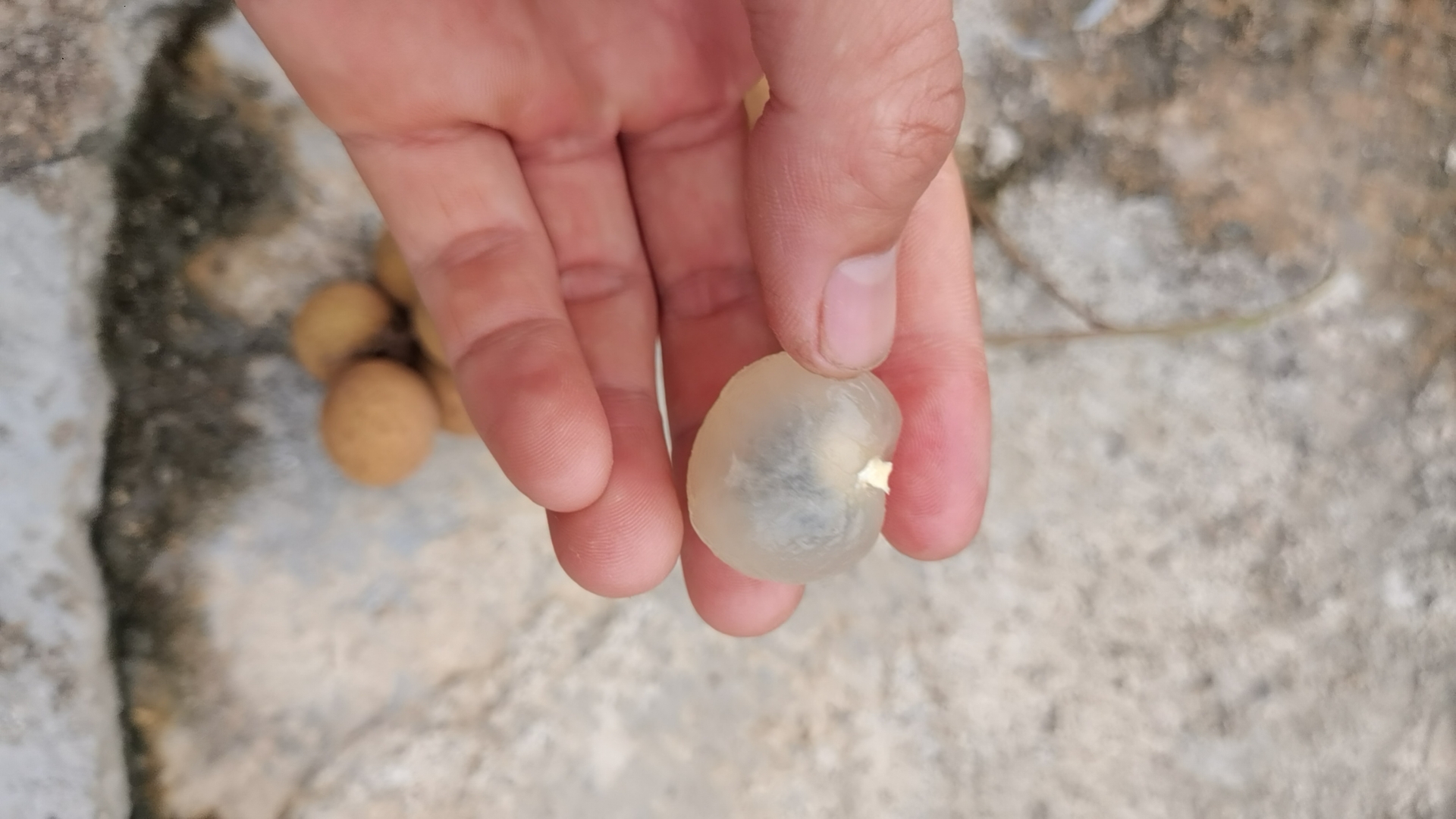 左侧为优质石硖龙眼肉样本:颗粒完整、颜色均匀、无杂质;右侧为普通龙眼肉掺杂样本:颗粒偏小、颜色发黑、部分碎屑明显;中间放置放大镜显示微观纹理差异,背景为实验室白桌台,配有镊子、培养皿、检测报告等元素,强调科学鉴定过程 石硖龙眼肉品质鉴别对比图