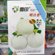 雪印明日香甜瓜种子薄皮特甜甜瓜种子白绿肉香甜可口