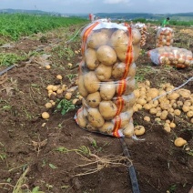东北土豆吉林土豆尤金885土豆黑土地土豆品质高价实惠