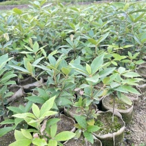 青冈栎@奉新县邹家苗圃基地，欢迎老板来电咨询
