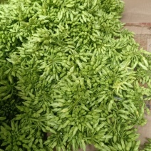 广西扶绥县夜香花